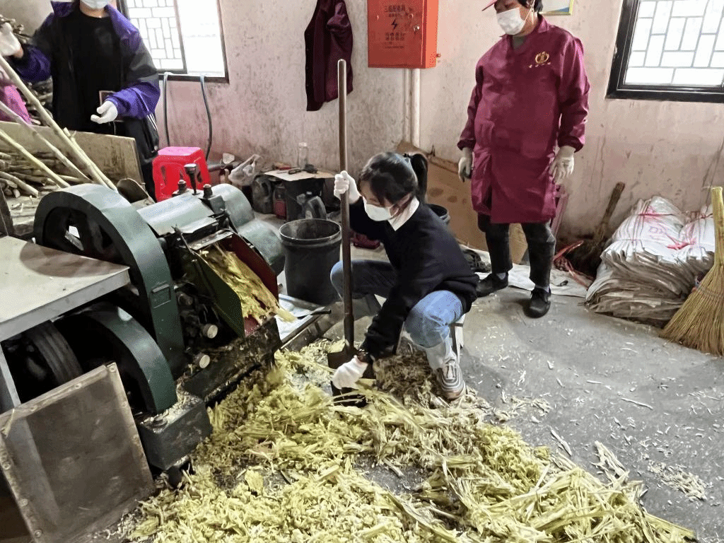 公益助農新體驗，鄉村振興正當時 惲代英菁英學校赴新洲紅糖小鎮開展勞動實踐教育